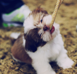 Shih Tzu Puppies For Sale